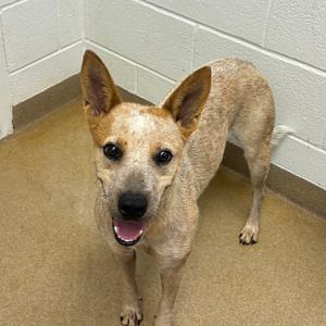 Bindi, Cattle Dog, Australian (Red Heeler), adult, available for adoption