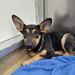 Athena, Shepherd, available for adoption