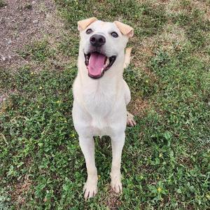 A happy white dog with a black nose and pink tongue standing on grass.
