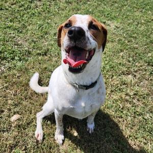 Cindy, Pointer, adult, available for adoption
