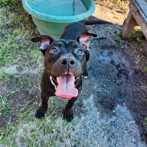 Beauty, Terrier, American Staffordshire, young, available for adoption