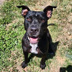 Beauty, Terrier, American Staffordshire, young, available for adoption