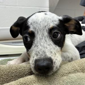 Bingo, Cattle Dog, Australian (Blue Heeler), available for adoption