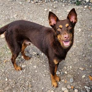 Brownie Bite, Shepherd, adult, available for adoption