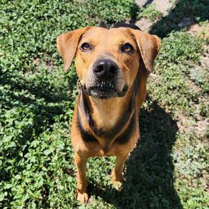 Charlie, Hound, adult, available for adoption