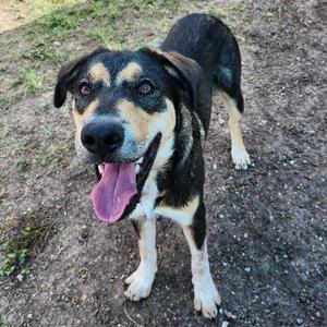 A black and tan dog with a white chest and paws stands on a dirt path, its tongue out and tail wagging.