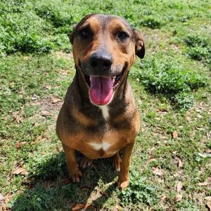 Dakota, Shepherd, adult, available for adoption