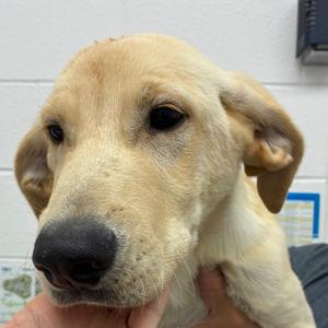 Astro, Retriever, Labrador, available for adoption