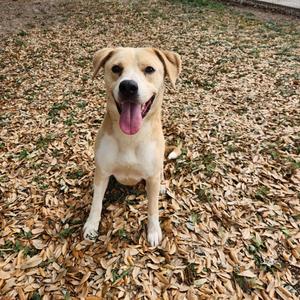 Benjamin, Retriever, Yellow Labrador, young, available for adoption