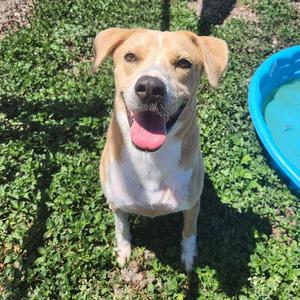 Benjamin, Retriever, Yellow Labrador, adult, available for adoption