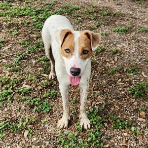 Blake, Terrier, young, available for adoption