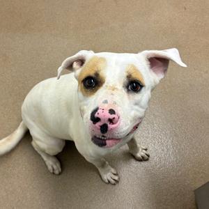Amarillo, Terrier, adult, available for adoption