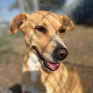 Brownie, Retriever, Labrador, adult, available for adoption