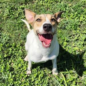 Beth, Retriever, Labrador, young, available for adoption