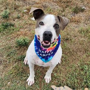 Ace Ventura, Terrier, adult, available for adoption