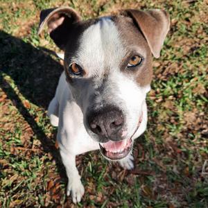 Ace Ventura, Terrier, adult, available for adoption