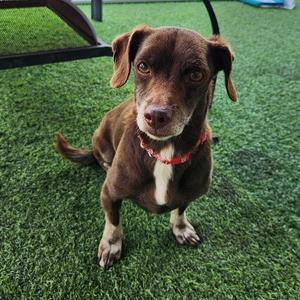 Benjamin Button, Chihuahua, adult, available for adoption