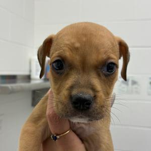 Carly, Terrier, Rat, available for adoption