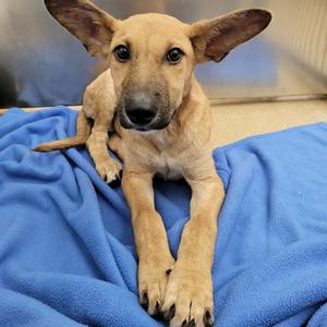 Apollo, Shepherd, available for adoption
