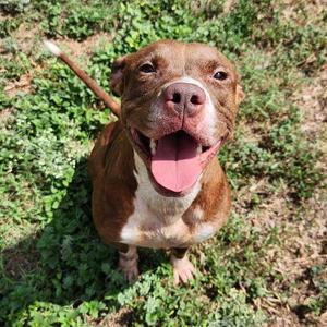 Barney, Terrier, American Staffordshire, adult, available for adoption