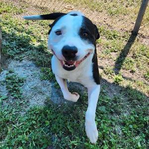 Augustus, Terrier, adult, available for adoption