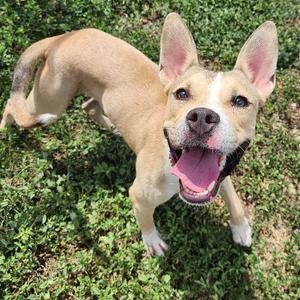 Commando, Terrier, young, available for adoption