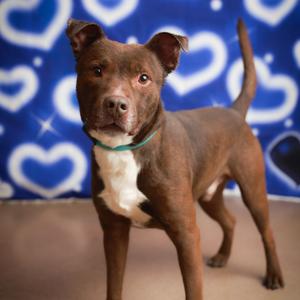 Brownie, Terrier, American Staffordshire, adult, available for adoption