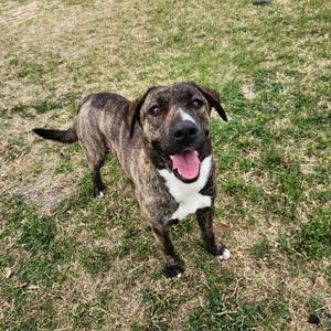 Dorthy, Hound, adult, available for adoption