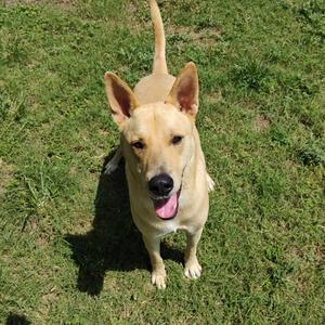 A light-colored dog with pointed ears and a pink tongue standing on grass.