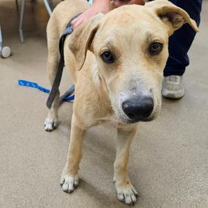 Bert, Retriever, Labrador, available for adoption
