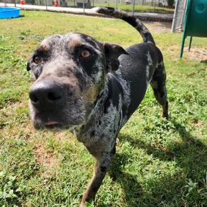 Chip Dip, Catahoula Leopard Dog, adult, available for adoption