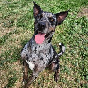 A blue heeler dog with a speckled coat sitting on grass, its tongue out and ears perked up.