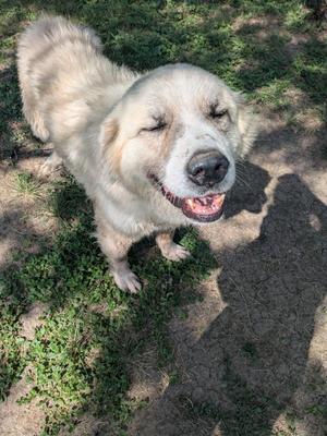 Andre the Giant, Anatolian Shepherd / Shepherd, adult, available for adoption