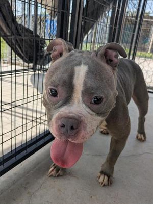Esme, Pit Bull Terrier / French Bulldog, young, available for adoption