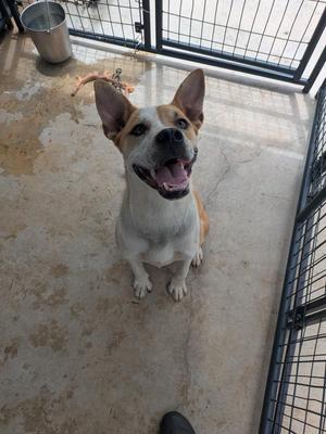 Fatso, Cattle Dog / Pit Bull Terrier, young, available for adoption