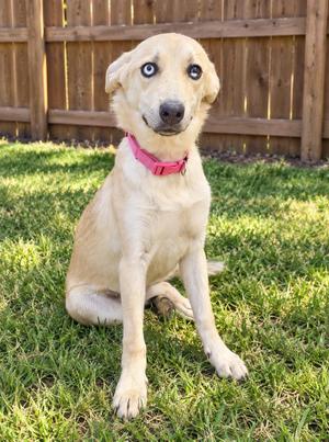 Amyl, Mixed Breed / Australian Shepherd, puppy, available for adoption