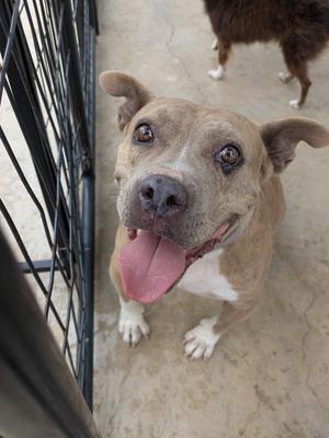 A brown and white dog with its tongue out, sitting behind a black metal fence.