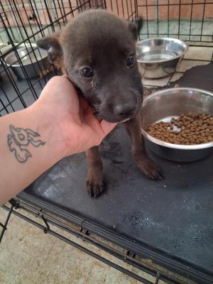 Heath, Mixed Breed, puppy, available for adoption