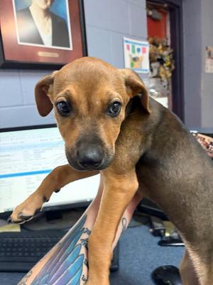 Gucci, Mixed Breed, puppy, available for adoption