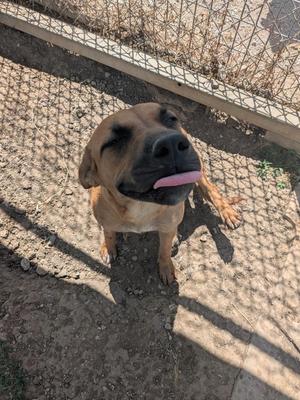 Clair, Black Mouth Cur / Mixed Breed, young, available for adoption