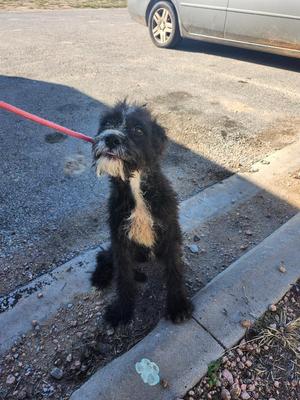 Bones, Poodle, puppy, available for adoption