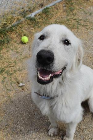 A white dog with a black nose and a tennis ball in the background.