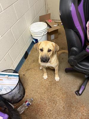 Fergi, Black Mouth Cur / Mixed Breed, young, available for adoption