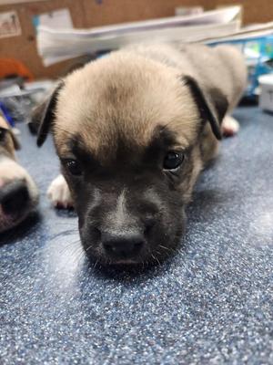 Elastigirl, Shepherd / Mixed Breed, puppy, available for adoption
