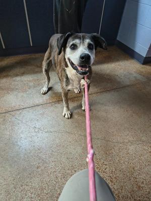 Cali, Border Collie / Boxer, senior, available for adoption