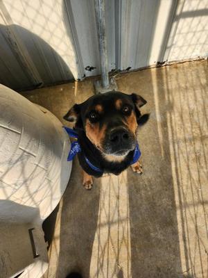 Banannas, Rottweiler / Mixed Breed, adult, available for adoption