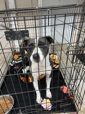 Blue, Pit Bull Terrier / Mixed Breed, adult, available for adoption
