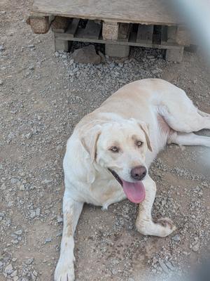 Baby Hugh, Labrador Retriever / Mixed Breed, young, available for adoption