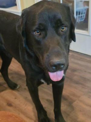 Fat Louie, Labrador Retriever, adult, available for adoption
