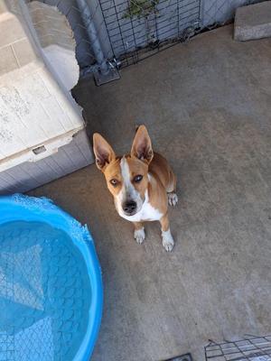 Gina, Cattle Dog / Mixed Breed, young, available for adoption